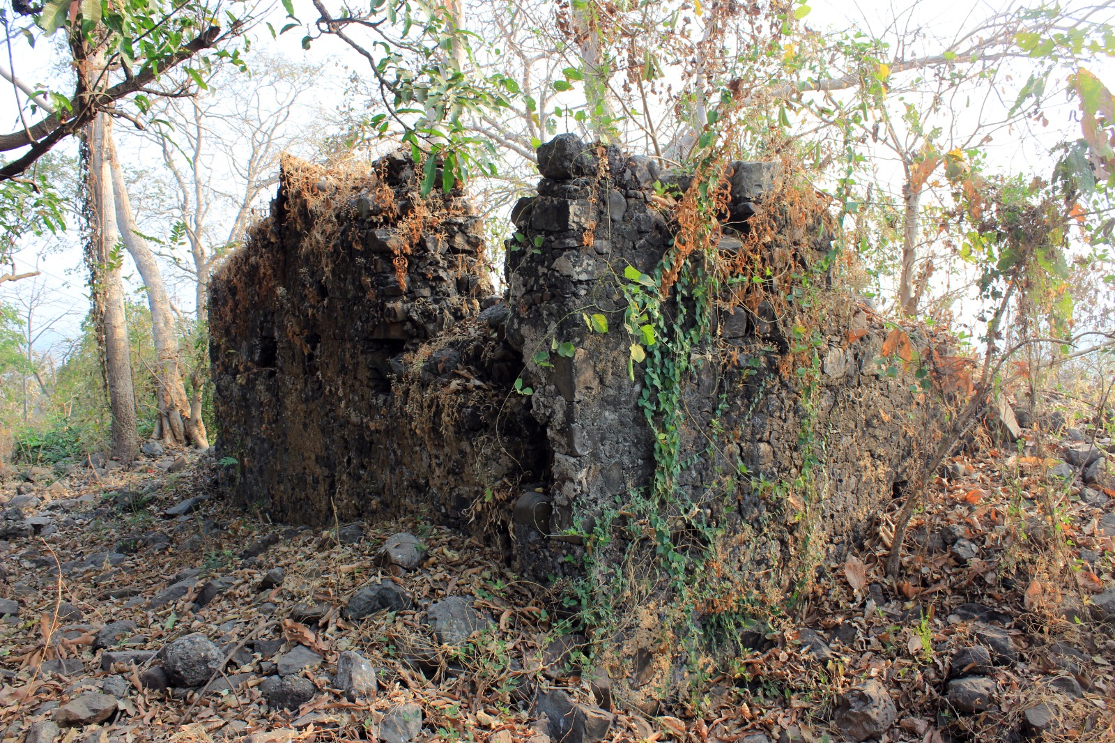 Firang kot